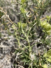 Hecastocleis shockleyi