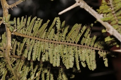 Acacia rehmanniana image