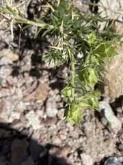 Hecastocleis shockleyi