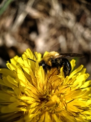 Andrena carlini