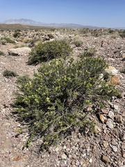Hecastocleis shockleyi