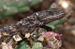 Cordylus macropholis