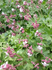 Geranium macrorrhizum