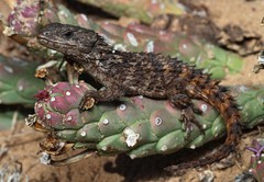 Cordylus macropholis