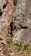Pisaura mirabilis
