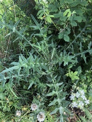 Cirsium vulgare