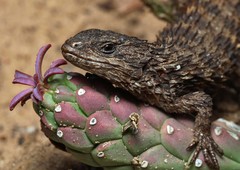 Cordylus macropholis