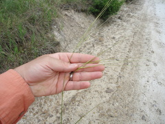Hesperostipa spartea