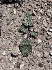 Cymopterus globosus