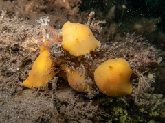 Baptodoris mimetica