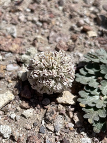 Image of Cymopterus globosus by (c) Matt Berger, some rights reserved (CC BY)