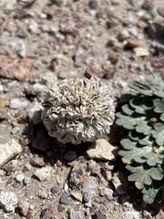 Cymopterus globosus