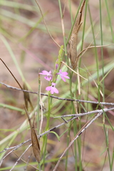 Striga curviflora