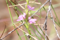 Striga curviflora