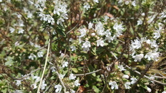 Thymus syriacus