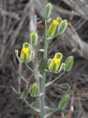 Albuca longipes