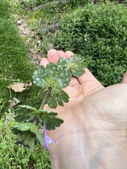 Neoerysiphe galeopsidis