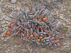 Brianhuntleya intrusa