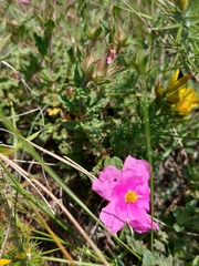 Cistus crispus