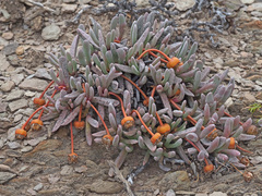 Brianhuntleya intrusa