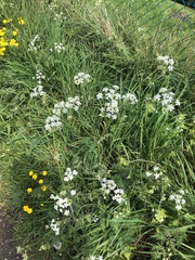 Anthriscus sylvestris