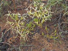 Pelargonium undulatum