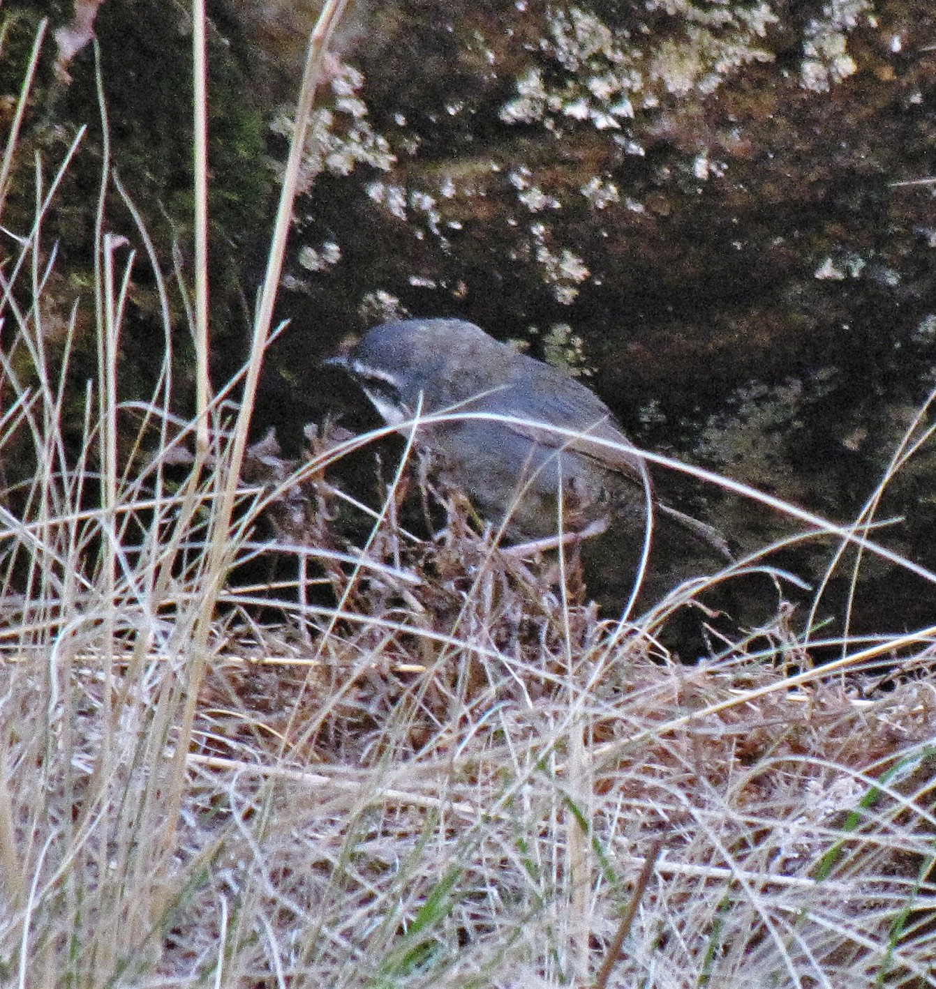 Zimmer's Tapaculo (Scytalopus zimmeri), photo 8