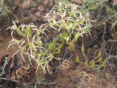 Pelargonium undulatum