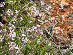 Asperula hirsuta