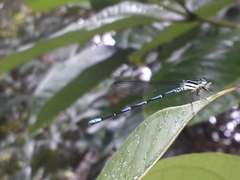 Argia concinna