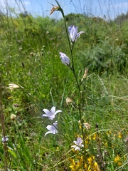 Campanula rapunculus