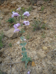 Penstemon grandiflorus