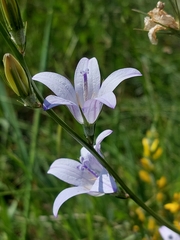 Campanula rapunculus