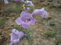 Penstemon grandiflorus