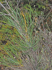Anginon difforme