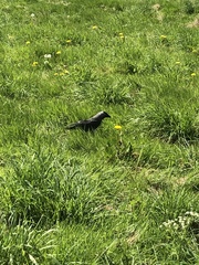 Corvus monedula