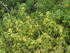 Galium capense