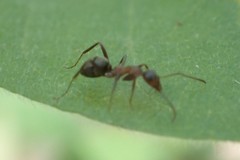 Formica francoeuri