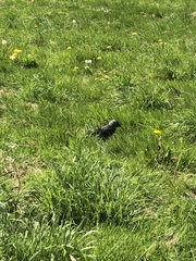 Corvus monedula