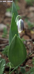 Fritillaria hermonis