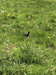 Corvus monedula