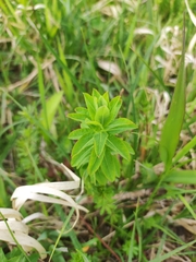 Euphorbia platyphyllos