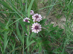 Phyla cuneifolia
