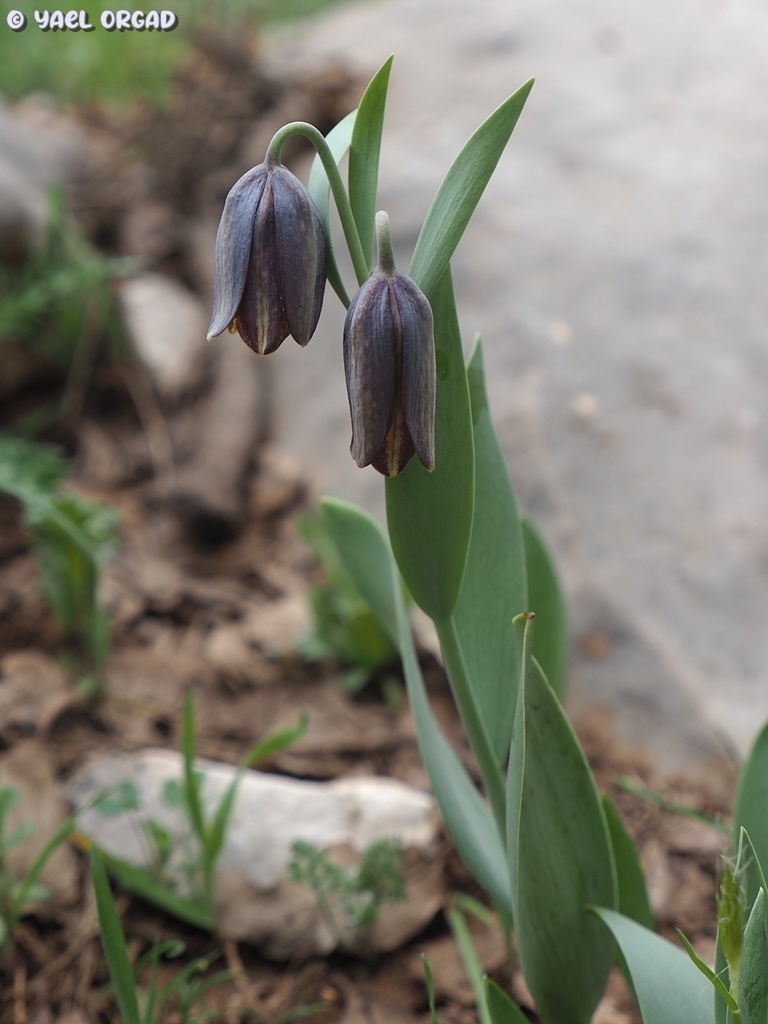 Fritillaria crassifolia