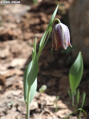Fritillaria hermonis