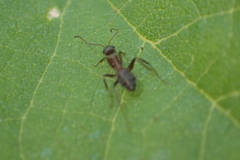 Formica francoeuri