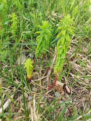 Euphorbia platyphyllos