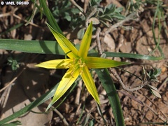 Gagea commutata