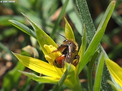 Andrena limassolica