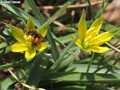 Andrena limassolica